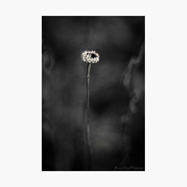 Frozen in Time Photographic Print