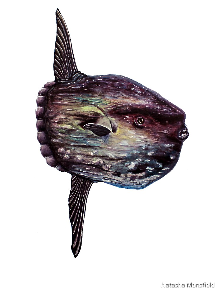 Generalised body morphology of giant sunfish (Mola alexandrini) of