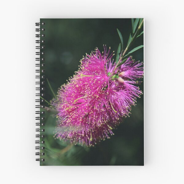 Item preview, Pink Bottlebrush Flower designed and sold by Ella Packham.