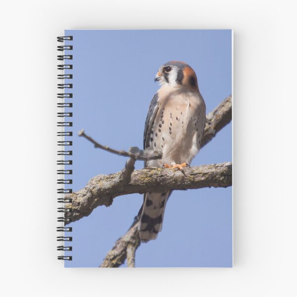 Item preview, Kestrel  designed and sold by EugeJ.
