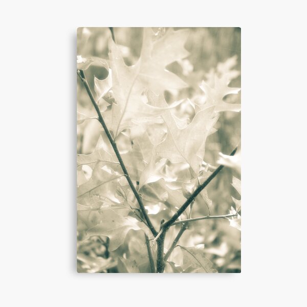 A Summer Reflection Canvas Print