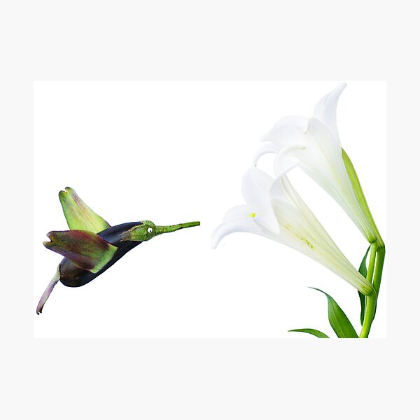 Humming-Veggie Photographic Print