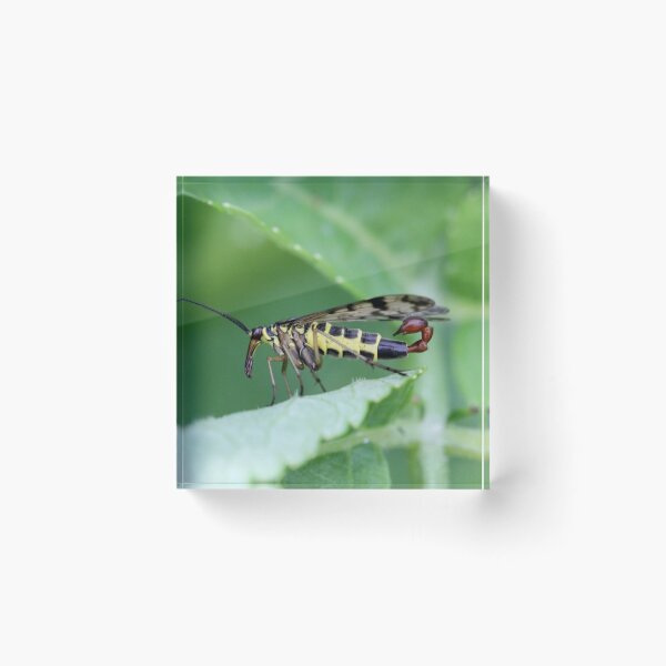Item preview, Common scorpionfly designed and sold by cuprum.