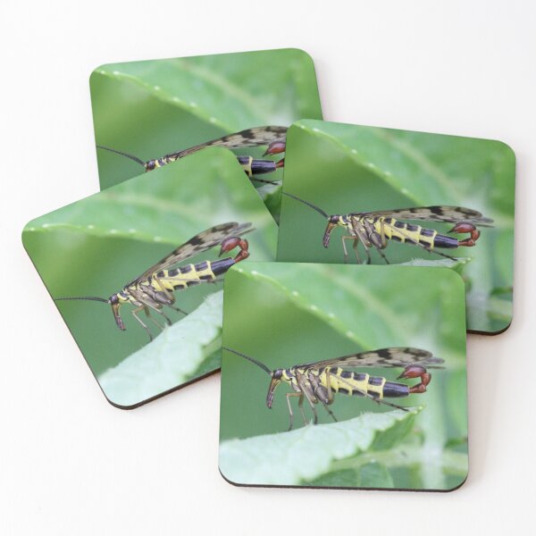 Item preview, Common scorpionfly designed and sold by cuprum.