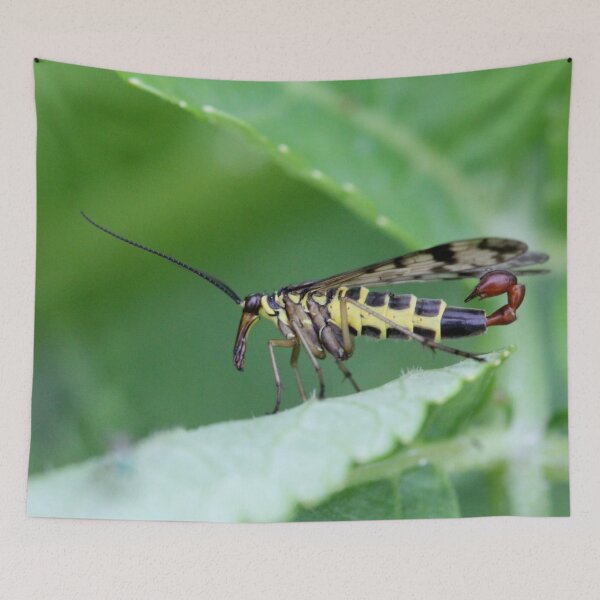 Item preview, Common scorpionfly designed and sold by cuprum.