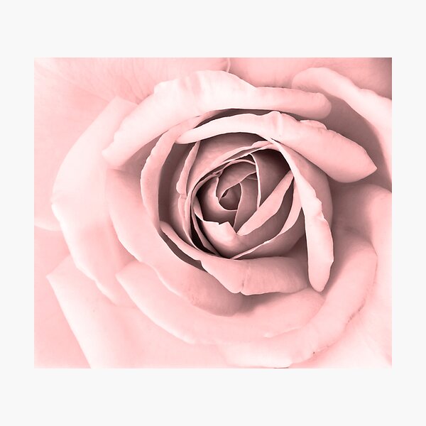 Pink Delight Photographic Print