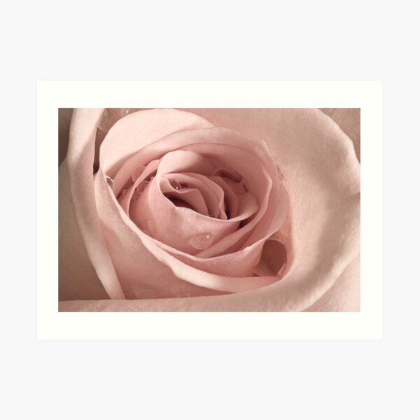 Rose, Take my Breath Away Art Print
