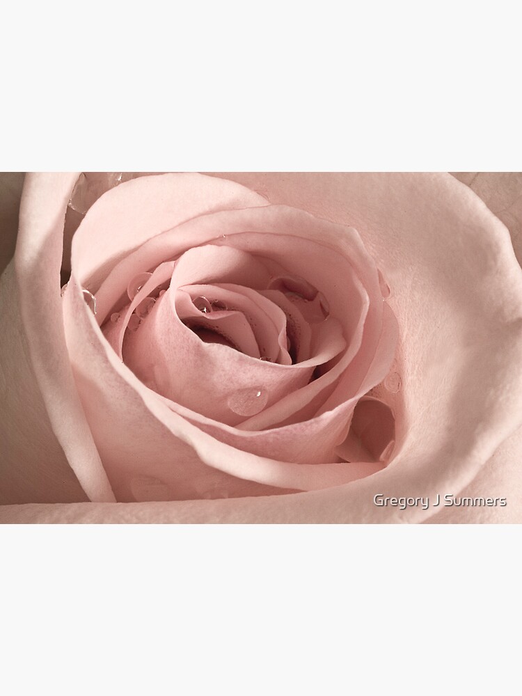 Rose, Take my Breath Away by nikongreg