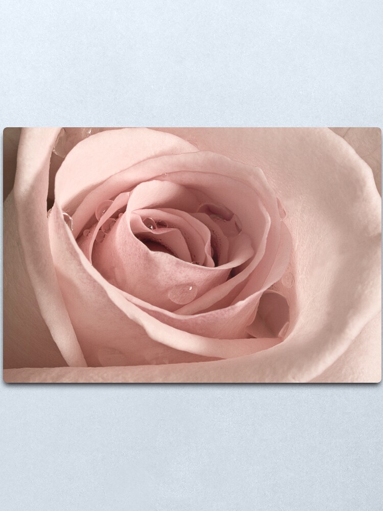 Alternate view of Rose, Take my Breath Away Metal Print