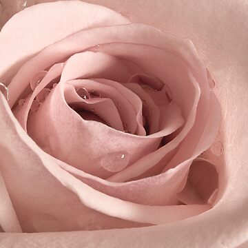 Artwork thumbnail, Rose, Take my Breath Away by Gregory J Summers