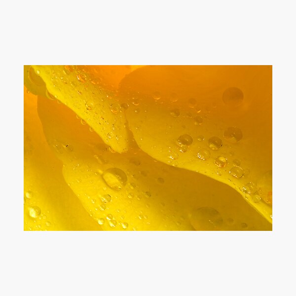 The Many Textures Of A Rose Photographic Print