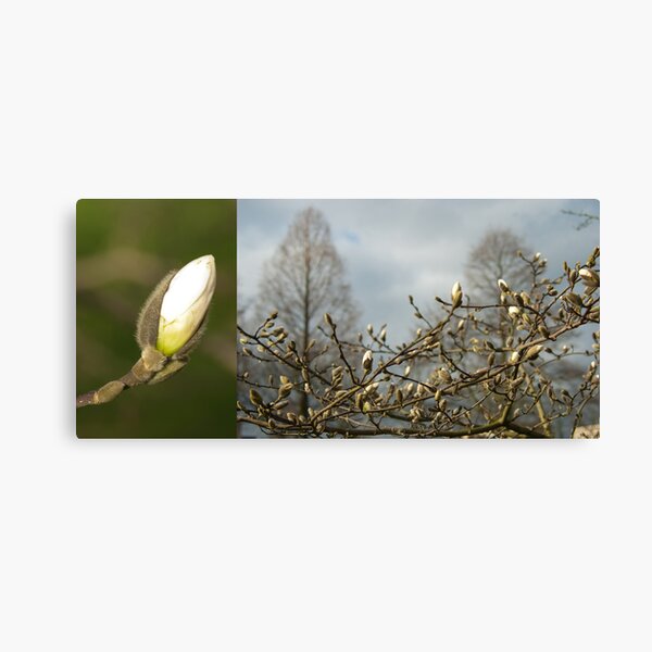 Budding Magnolia diptych Canvas Print