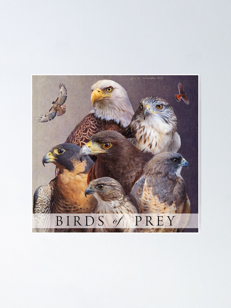 Avian Raptors Poster - the Birds of Prey: Hawk, Eagle, Buzzard, Falcon and  more.