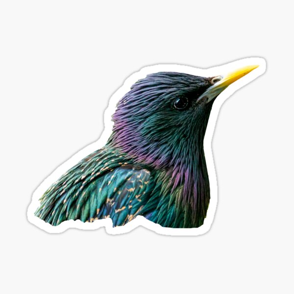 Item preview, My Starling designed and sold by OwlOccasions.
