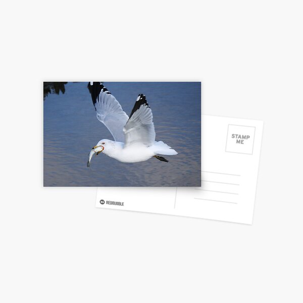 Item preview, Flying with a Mouth Full designed and sold by Paulette1021.