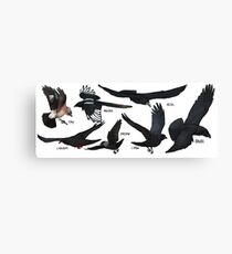 Corvid family Canvas Print