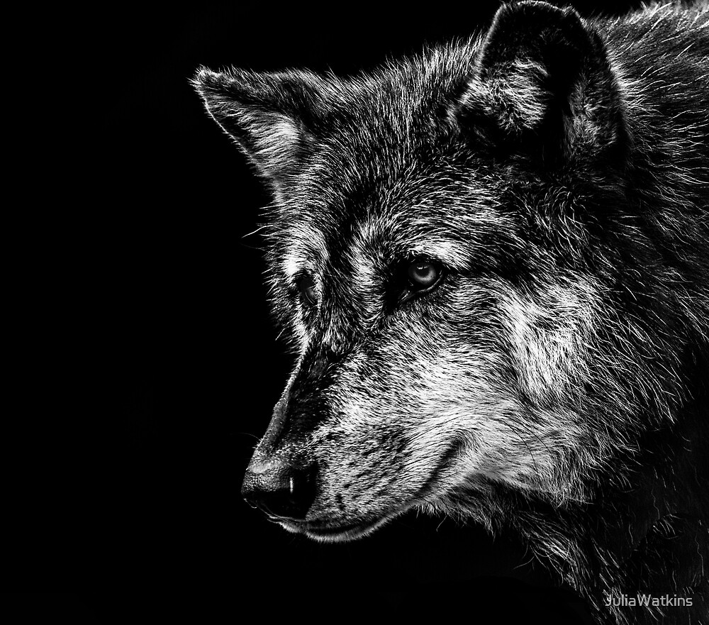 "Portrait of a wolves head in black and white" by JuliaWatkins Redbubble