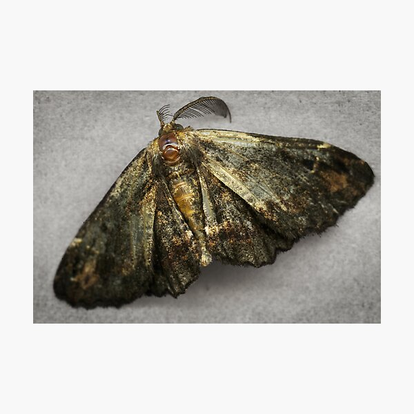 Item preview, Golden Brown Wings designed and sold by MelissaMorey.
