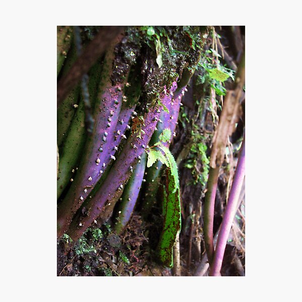 Item preview, Creatures From Space - Tree Roots - Costa Rica designed and sold by dirtfaery.