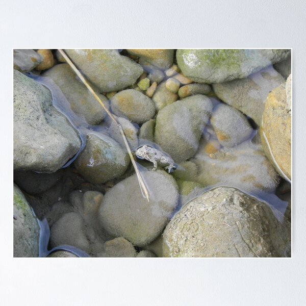 Item preview, The Littlest Frog designed and sold by Beth Mickolas.