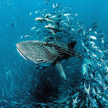 Imagen de la obra Foto ganadora del Premio Tiburón Ballena de Picturestation