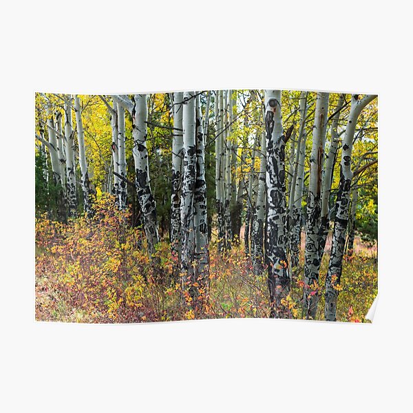 Elk Tree Markings Poster