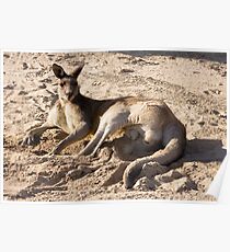Kangaroo on the golf course Poster