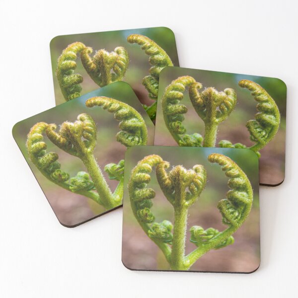 Item preview, Young small Broad buckler fern, Dryopteris dilatata. designed and sold by Andy Chisholm.