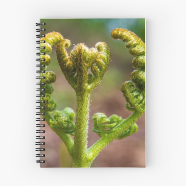 Item preview, Young small Broad buckler fern, Dryopteris dilatata. designed and sold by Andy Chisholm.