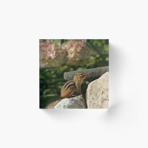 Chipmunk Acrylic Block