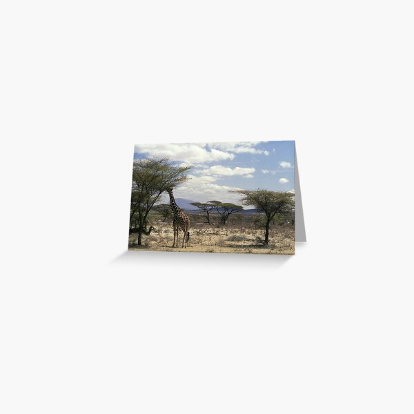 Item preview, Reticulated Giraffe browsing in Samburu NP, Kenya, Africa designed and sold by Bev Pascoe.