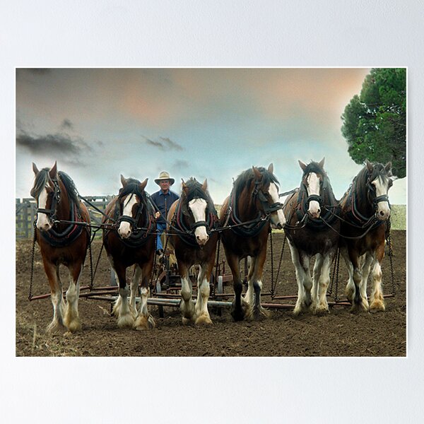 Item preview, Six Working Clydesdales - Gippsland,Victoria designed and sold by Bev Pascoe.