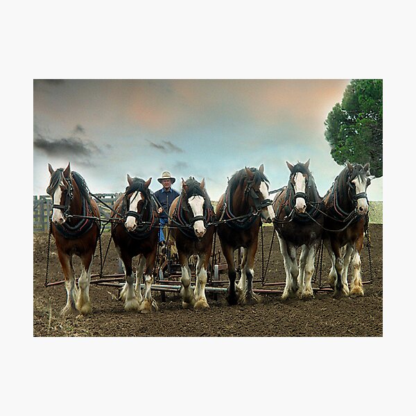 Item preview, Six Working Clydesdales - Gippsland,Victoria designed and sold by Bev Pascoe.
