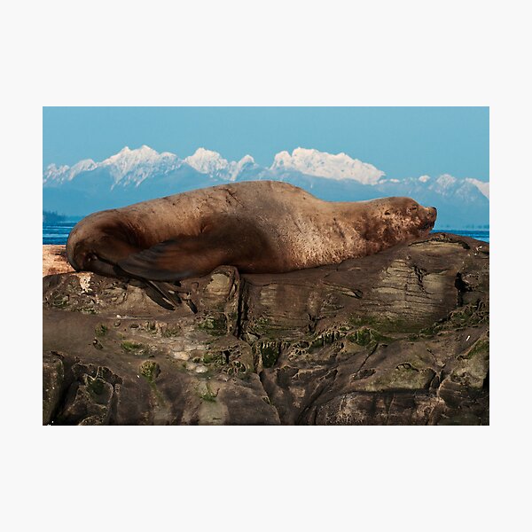 Sea Lion on the Rocks Photographic Print