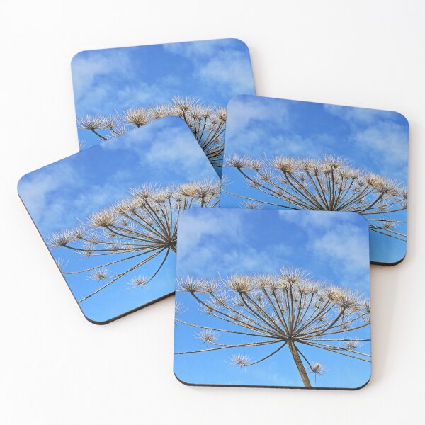 Item preview, dry inflorescences of hogweed in the form of umbrellas designed and sold by mrivserg.