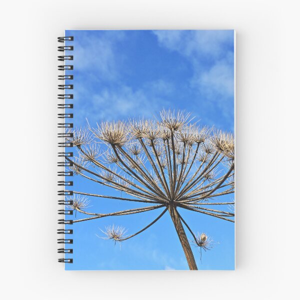 Item preview, dry inflorescences of hogweed in the form of umbrellas designed and sold by mrivserg.