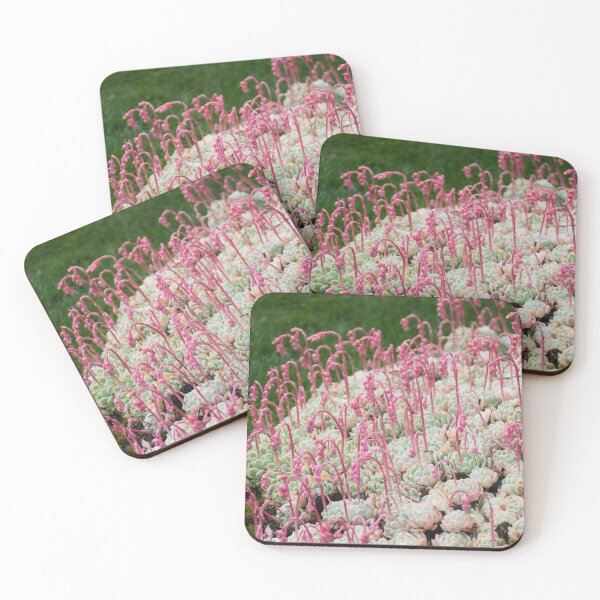 Item preview, Succulents designed and sold by LizardSpirit.