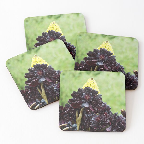 Aperçu de l'œuvre Black Rose Aeonium créée et vendue par LizardSpirit.