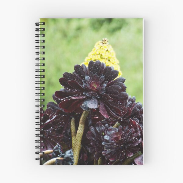 Item preview, Black Rose Aeonium designed and sold by LizardSpirit.