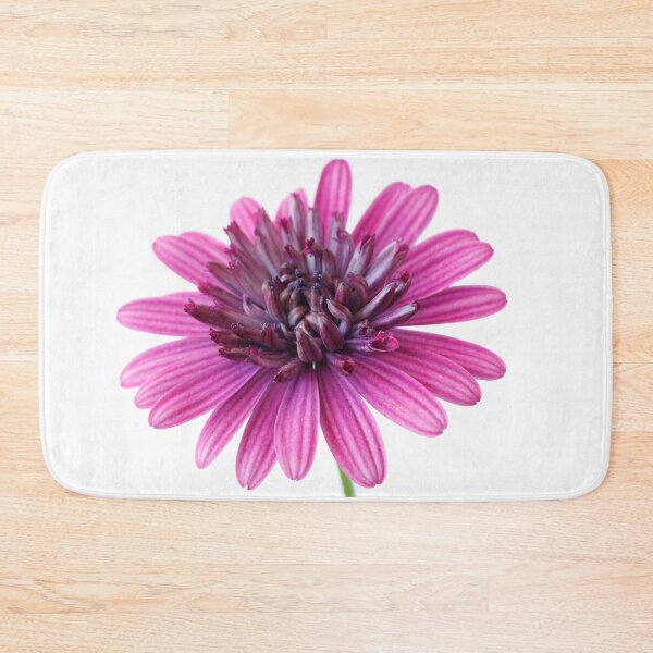 Item preview, Osteospermum  Flower Power Double Series  Double berry purple  designed and sold by Chris Burrows.