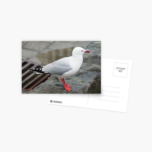 Item preview, Red Billed Gull designed and sold by LizardSpirit.