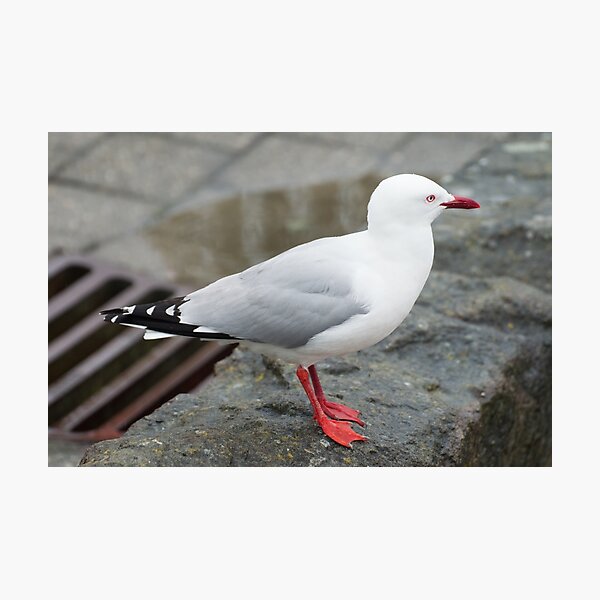Item preview, Red Billed Gull designed and sold by LizardSpirit.