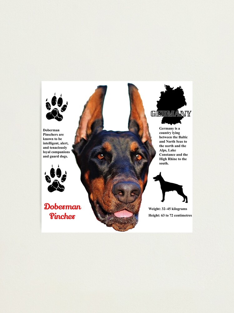 Jenner Doberman Dobermann Dog Jenner T Shirt Photographic Print