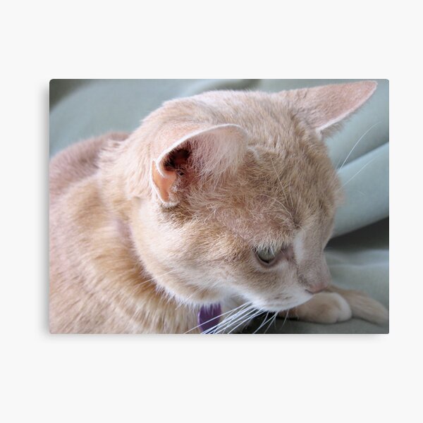 Mango Daydreaming Metal Print