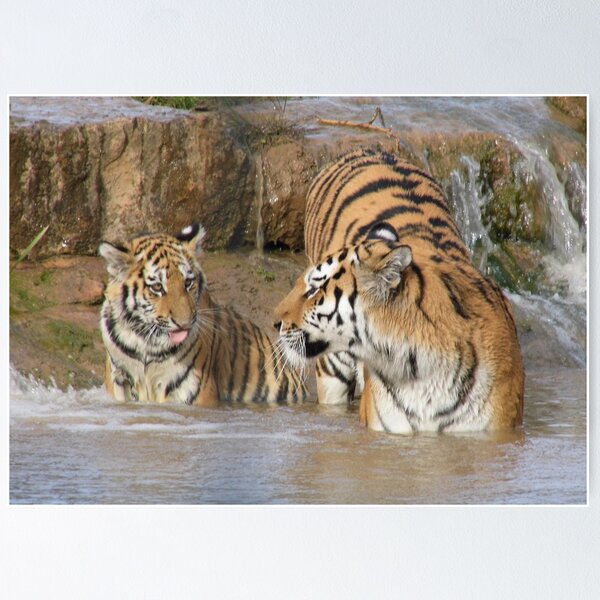 Tigers in Tiger Lilies - Reproduction of ferocious watercolor tigers,  looking more docile