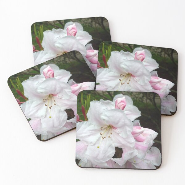 Item preview, WASHINGTON'S "FAIREST-PINK" RHODODENDRON designed and sold by Elaine Bawden.