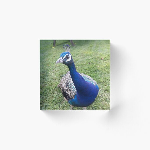 Item preview, Colourful Peacock designed and sold by boux.