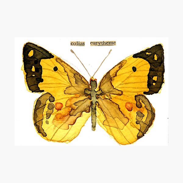 Item preview, Colias Eurytheme (Alfalfa Butterfly) designed and sold by Carol Kroll.