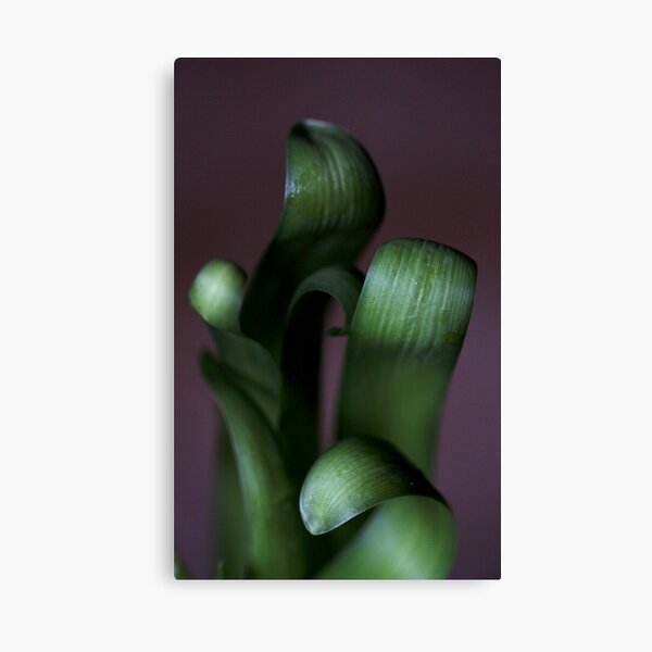 green hyacinth awakening Canvas Print