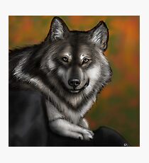 Timber Wolf - Autumnal Photographic Print